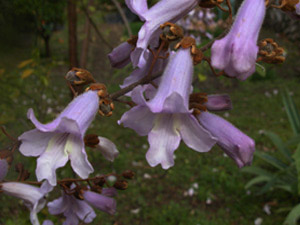Vivers Càrex - Paulownia tomentosa